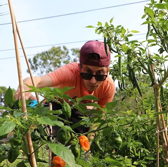 If you can grow it, you show it.⠀
#srq #sarasota #sarasota_fl #sarasotaflorida #srqlife #gardenlife #gardeningisfun #ilovegardening #gardenersofinstagram #gardeningismytherapy #greenthumb #thehappygardeninglife #gardenlovers #gardening #gardeningisli