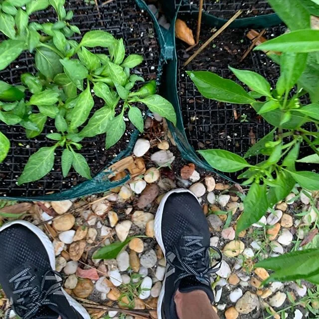 My view lately has been nice... expect more soon from my journey growing peppers in Sarasota. If you know me it&rsquo;s one of my favorite &ldquo;hobbies&rdquo;.
#sarasota #sarasota_florida #srq #sarasotafl #hotpepperseeds #urbangardener