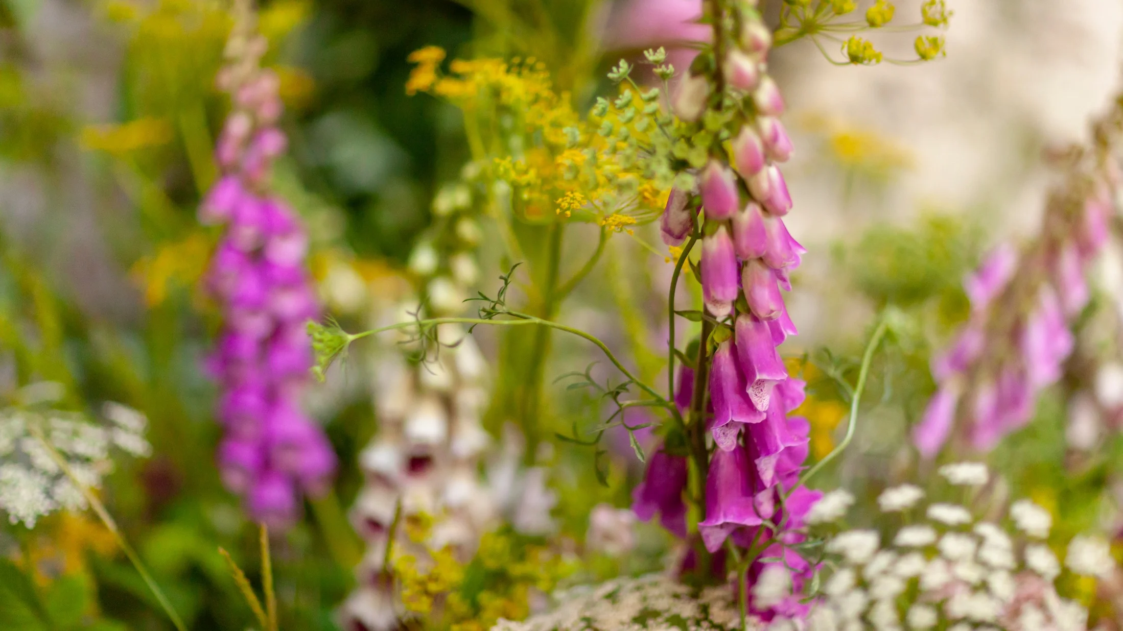 Contact Us WOLVES LANE FLOWER COMPANY