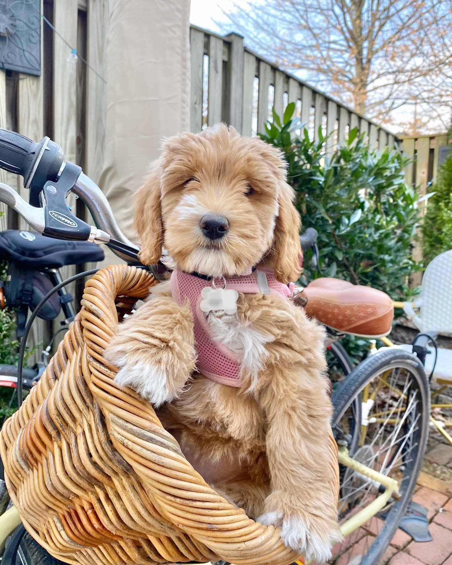 I think I need a bigger basket 🐶 🎀 🚲