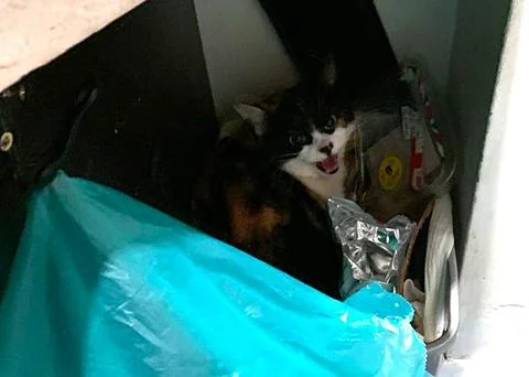 millybin_large.jpg