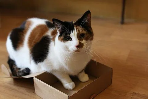 mama-box_large.jpg