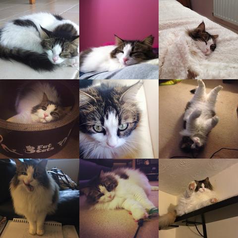 Tink_-_various_pics_large.jpg