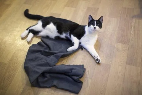 Grey Scarf: Owner visited 19/12/2017