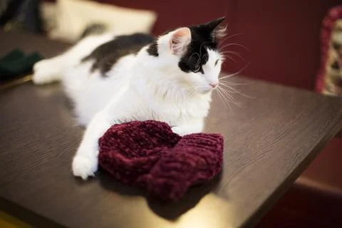 Burgundy hat accompanied by single glove: Owner visited 5/1/2018