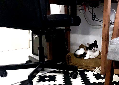 Milly cat under a desk