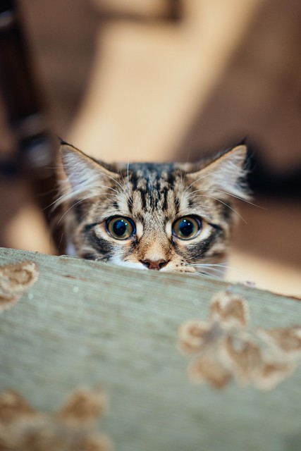 playful-obie.jpg