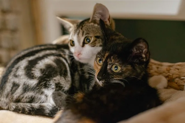 Lady_Dinahs_Dickens_Durrell_Kittens1.jpg