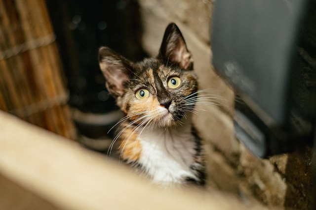 Lady_Dinahs_Kittens_Estella.jpg