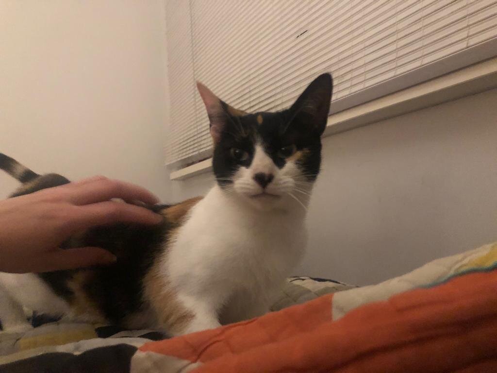 Milly-Ladydinahs-01.jpeg