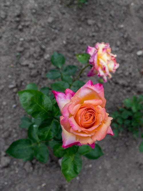 Montreal Botanical Gardens Multi-colored rose