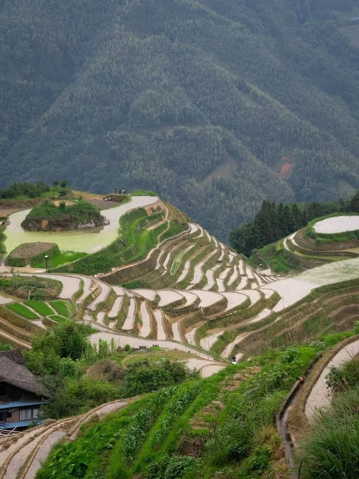 Long Jing Terraced Rice Fields In China