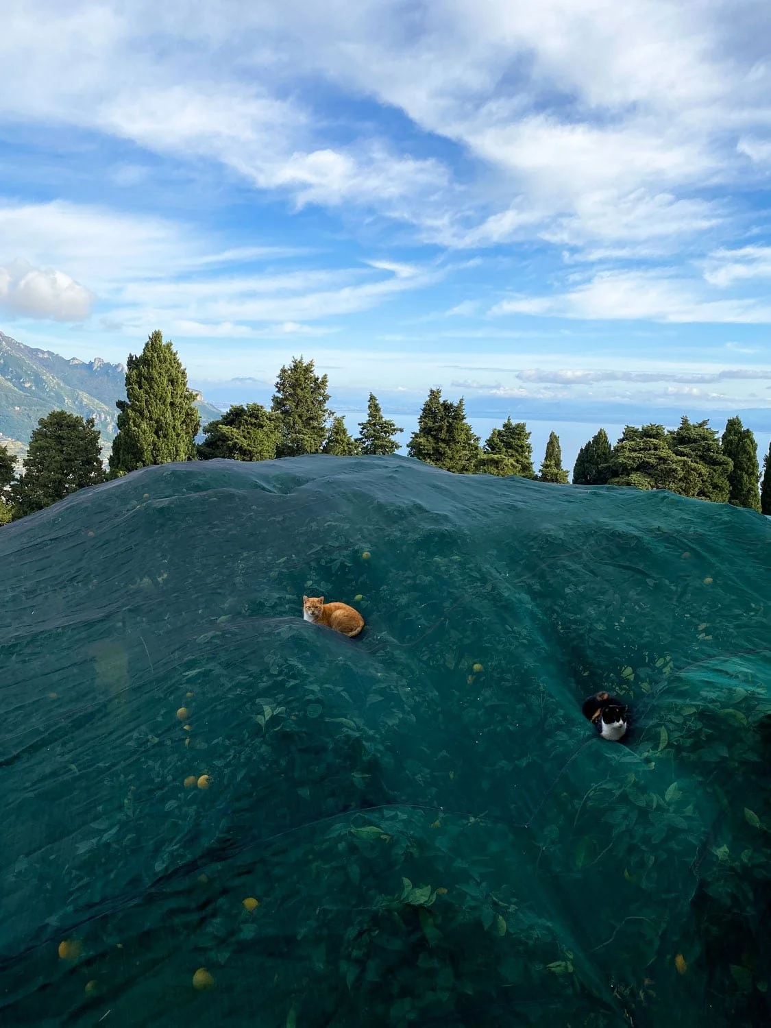 Two cats resting on green protective netting stretched over a lemon grove with sea views in the distance near Ravello. Tall trees and blue skies surround the hillside landscape.