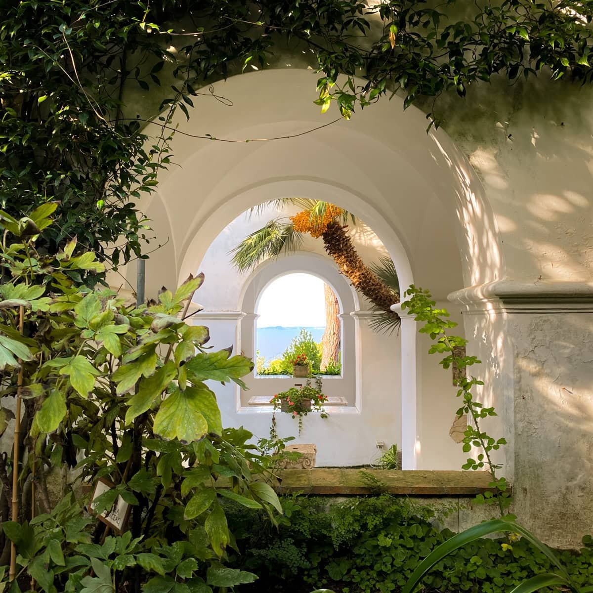 An elegant white-washed archway covered in lush greenery, framing a picturesque view of a palm tree and the sea beyond. Capri’s Mediterranean-style architecture blends seamlessly with the island’s natural beauty.