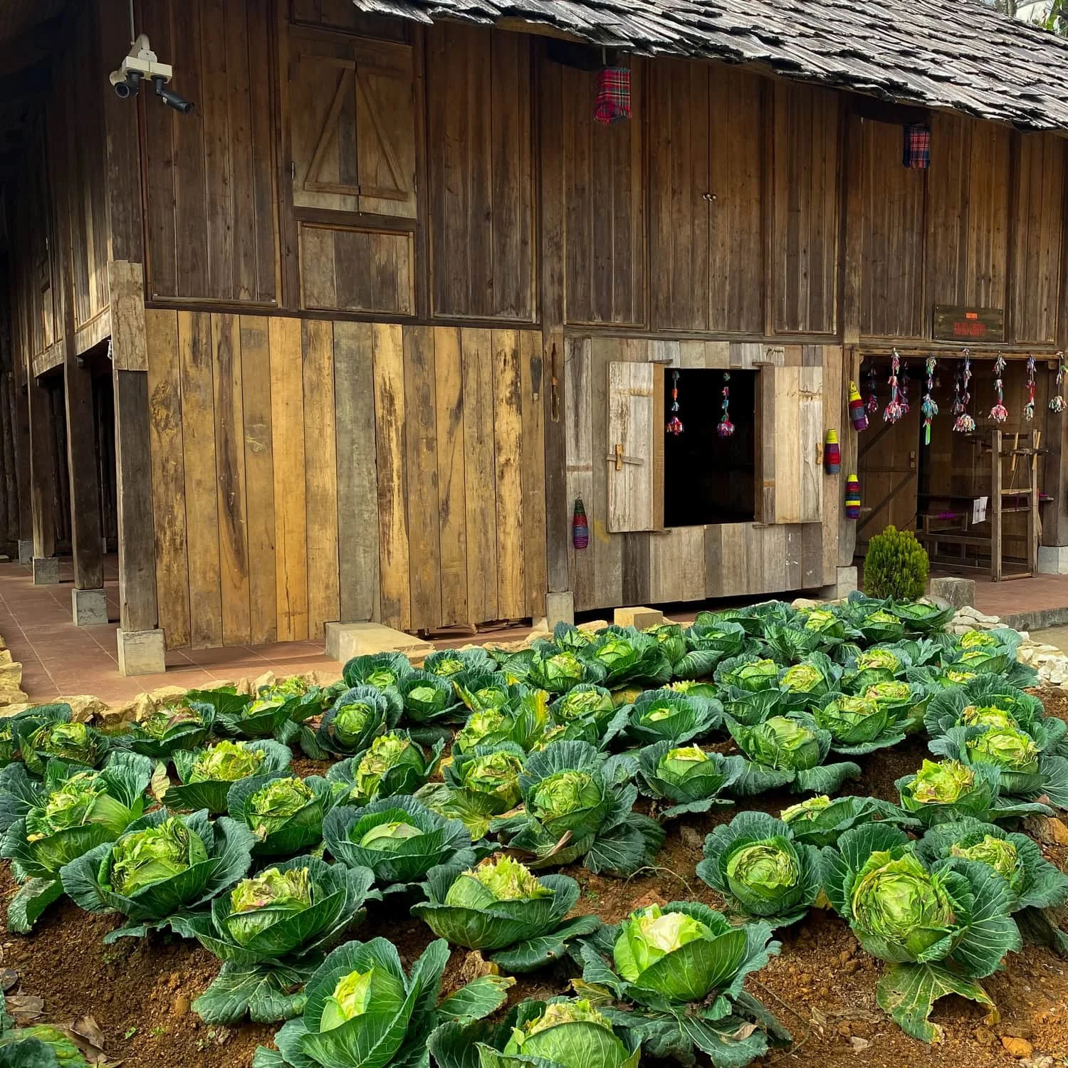 A rustic wooden house with colorful textile decorations and a lush cabbage garden in front, showcasing traditional architecture near the Fansipan cable car region.