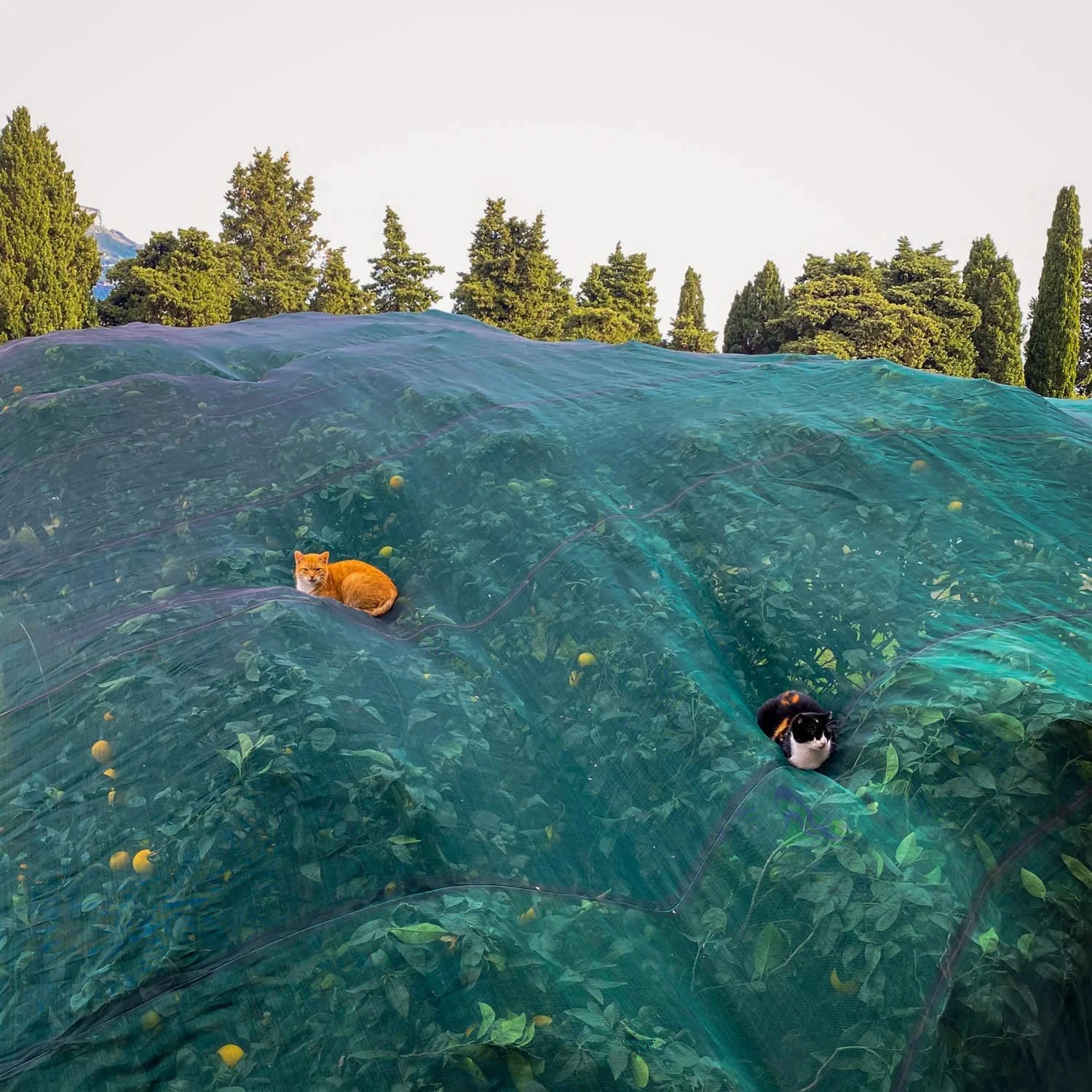 Two cats resting on green protective netting stretched over a lemon grove filled with fruit trees on the Amalfi Coast. Visiting lemon groves and local farms is one of the unique Amalfi Coast things to do.