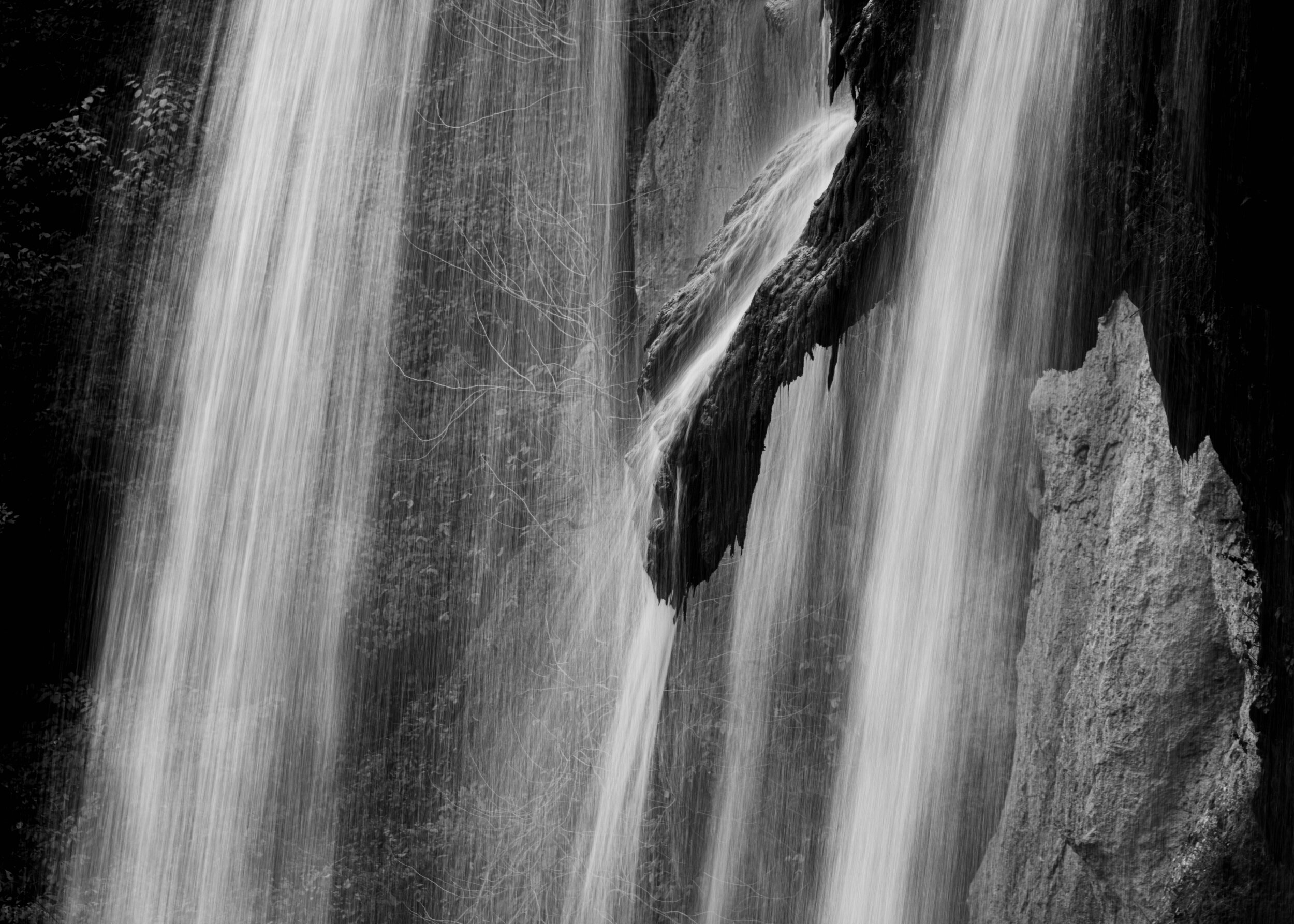 Falling Spring Spray