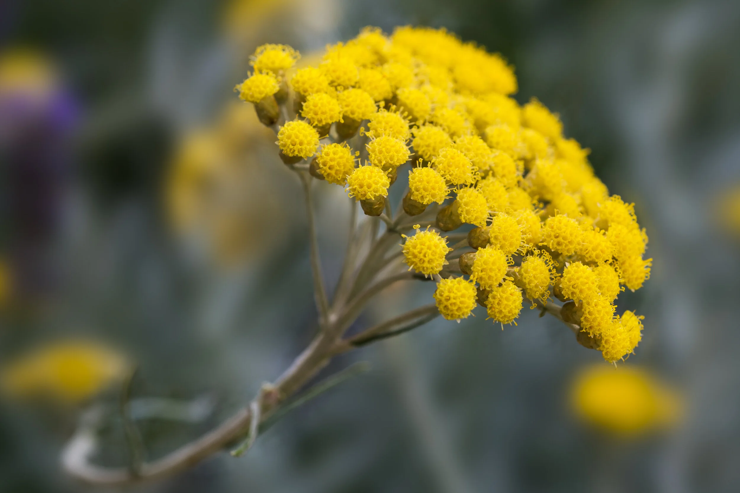 Helichrysum