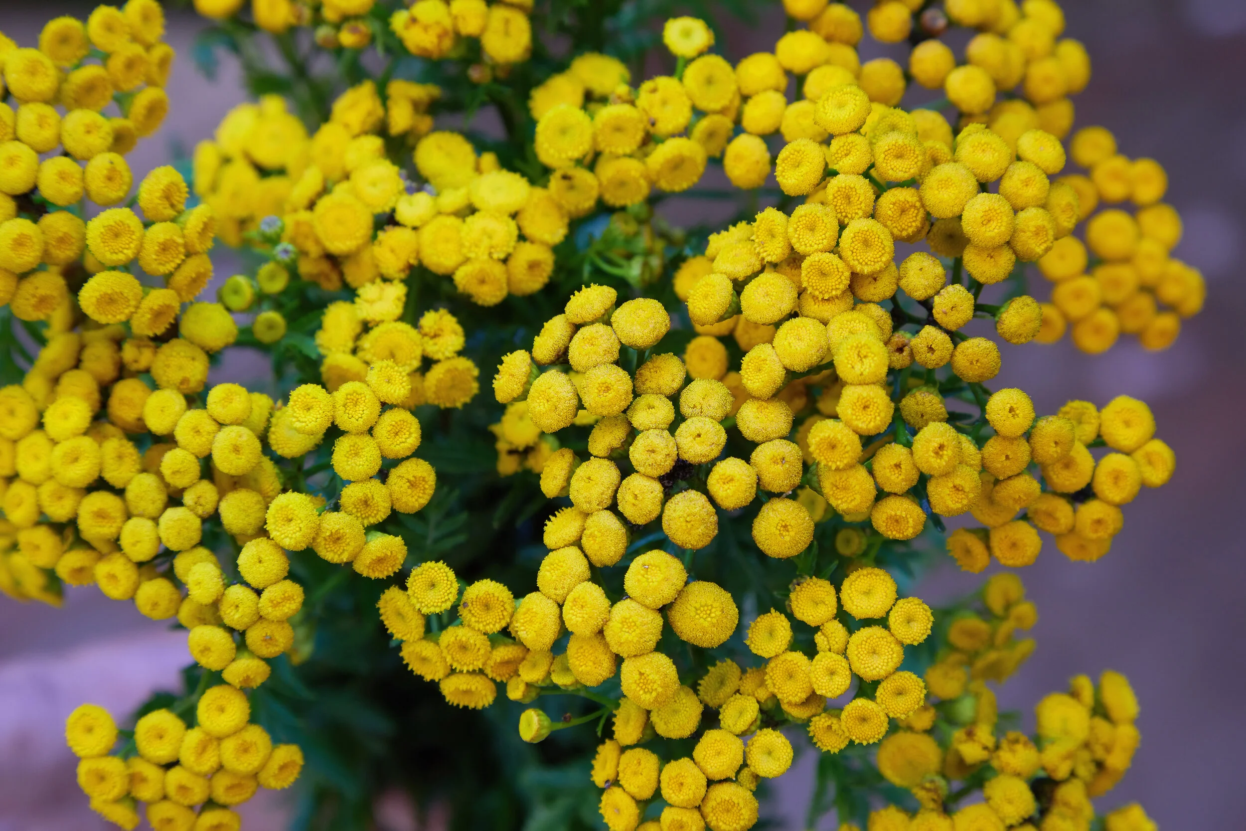 Blue Tansy