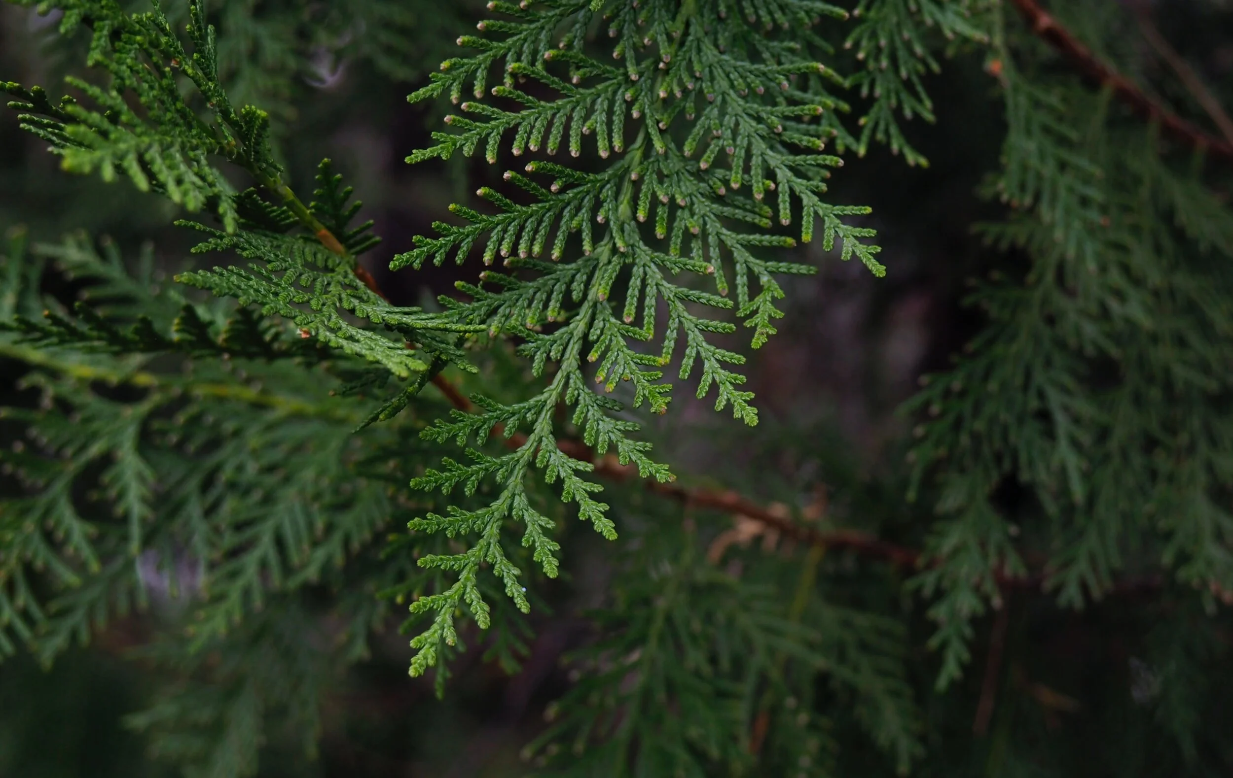 Cypress