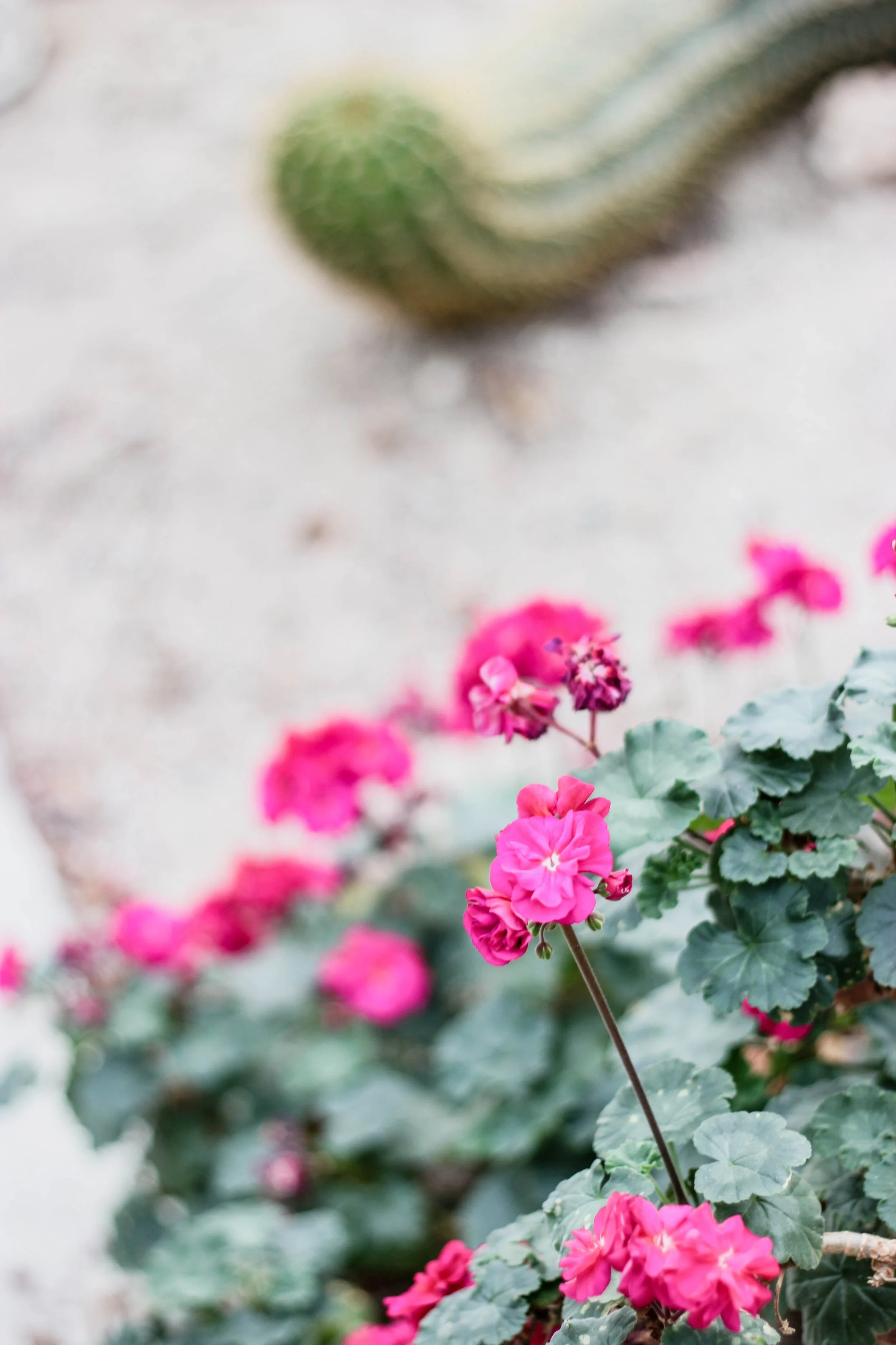 Geranium