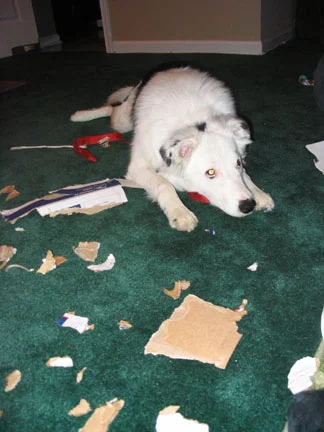 Box Aftermath.jpg