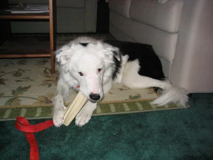 Busy Bone.jpg