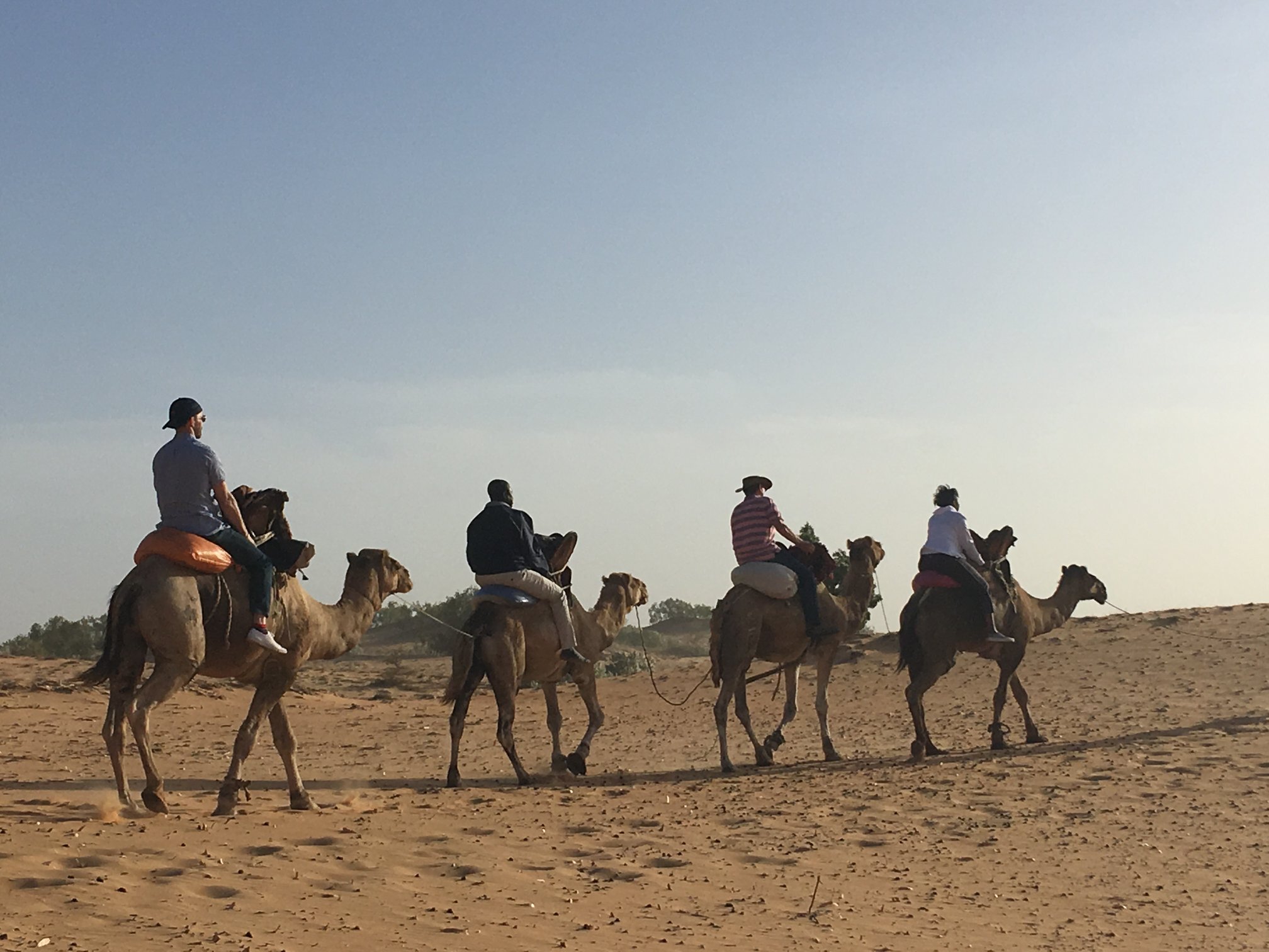 Senegal camels.jpg