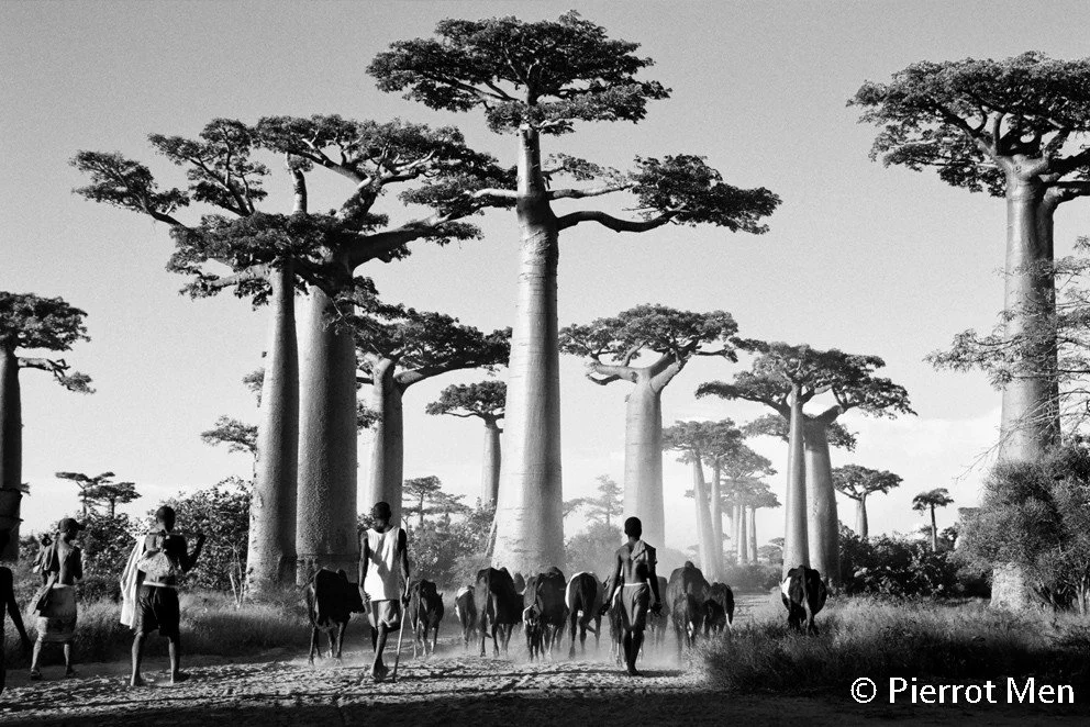 Madagascar la chatoyante- Pierrot Men