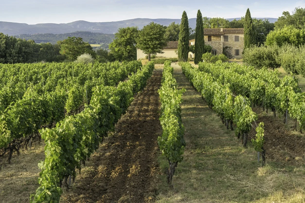 Provence vineyard.jpg