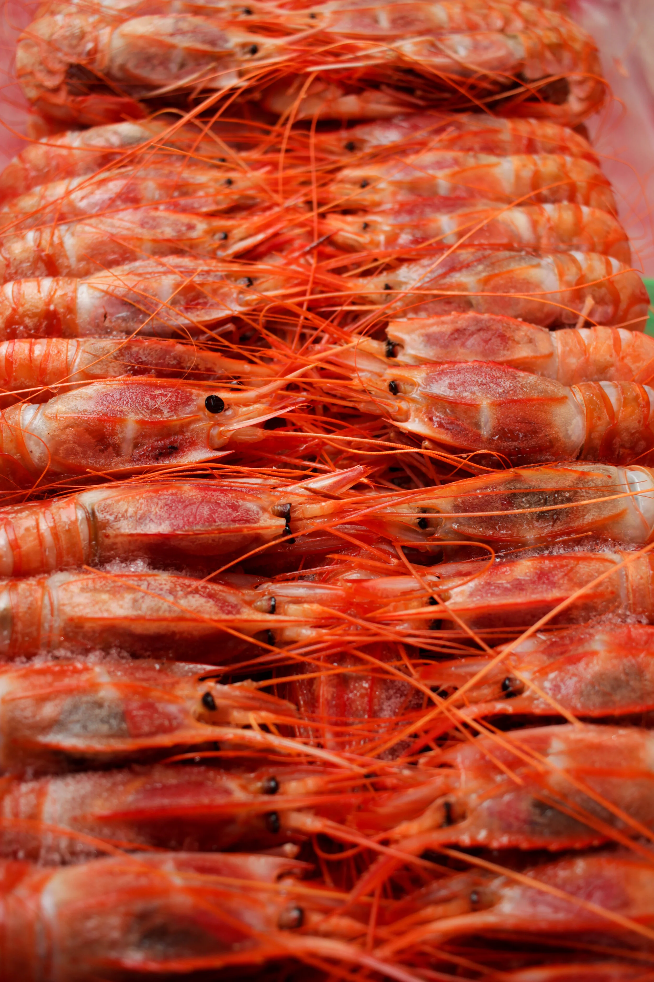 Fresh Shrimp.jpg