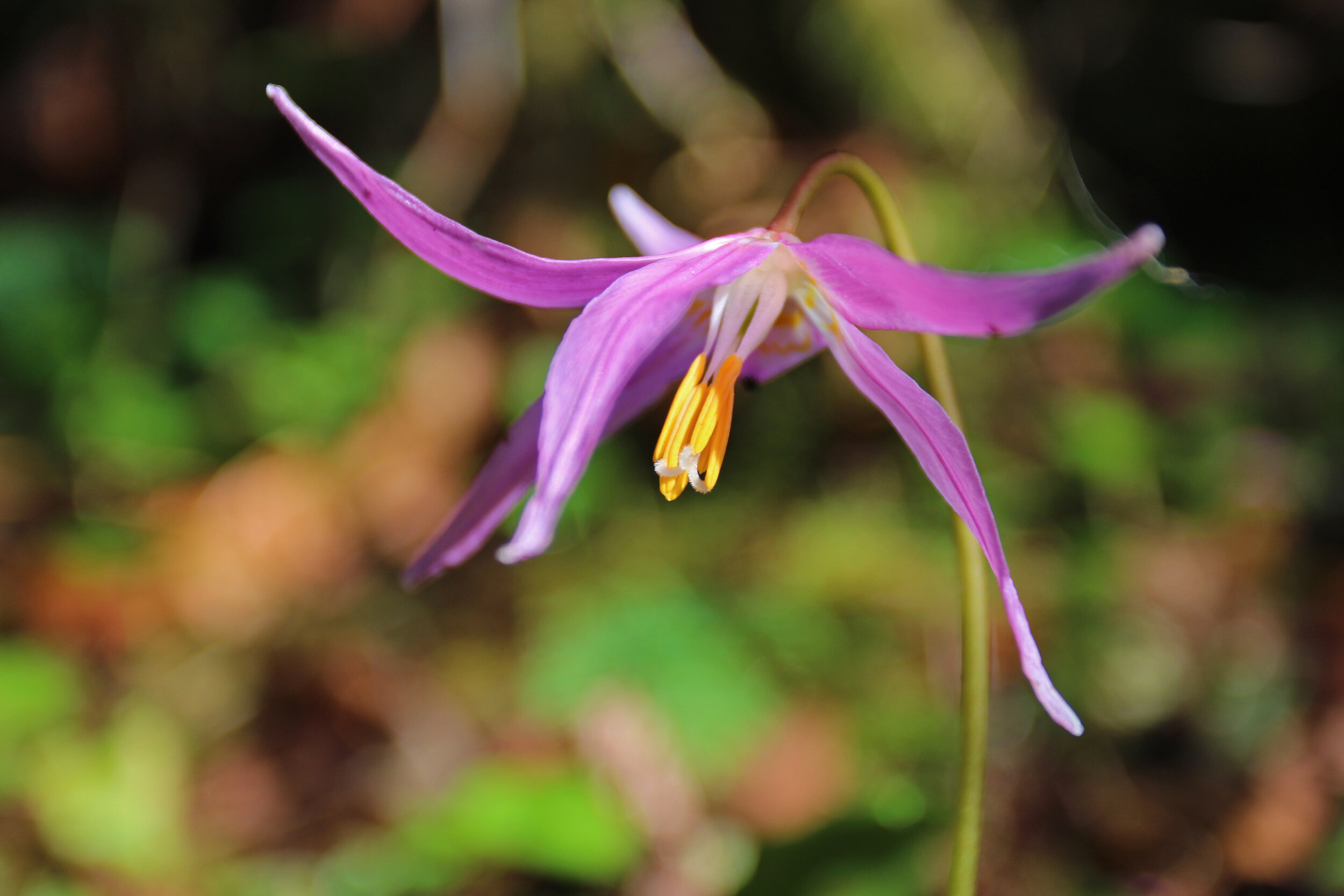 purpleflower.jpg