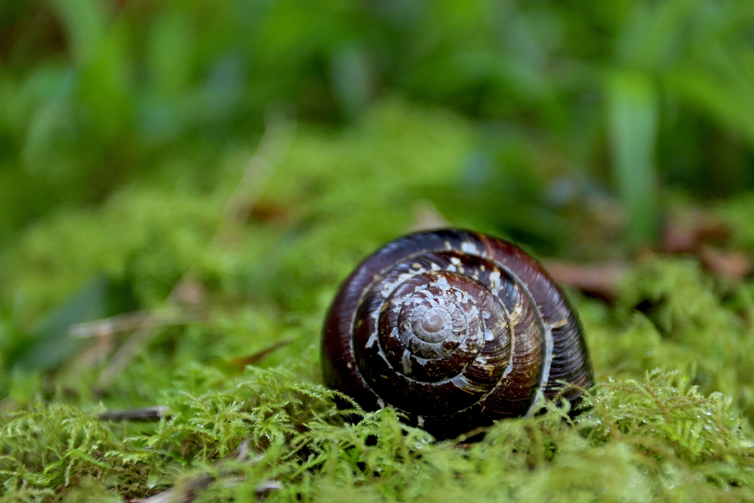 SnailShell.jpg