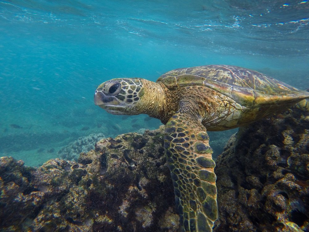 Turtle At Deadmans Reef.jpeg
