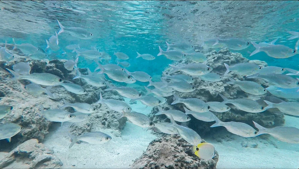 Sharks Cove Fish.jpg