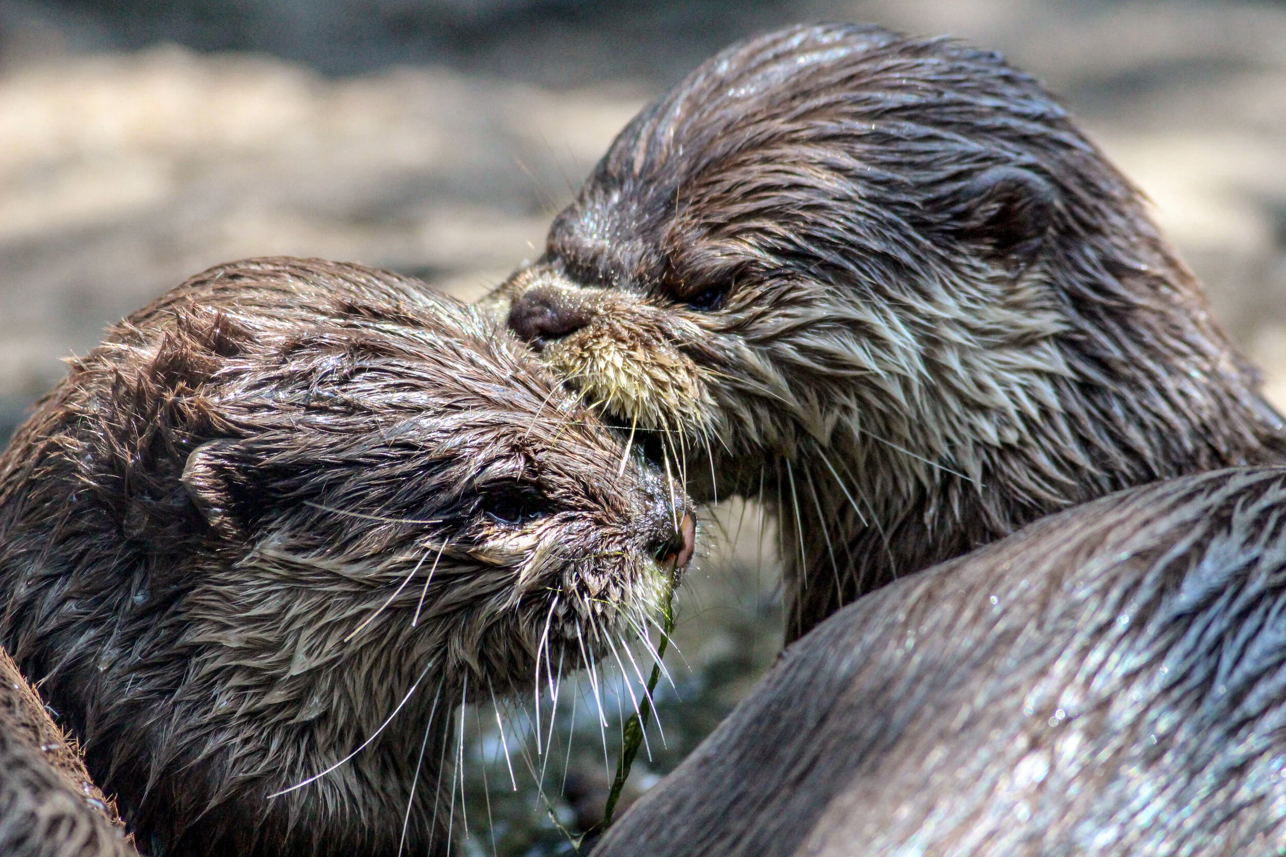 otters.jpg