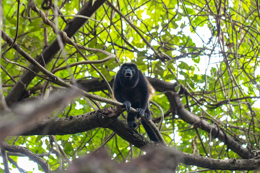 Howler Male Howl1.jpg