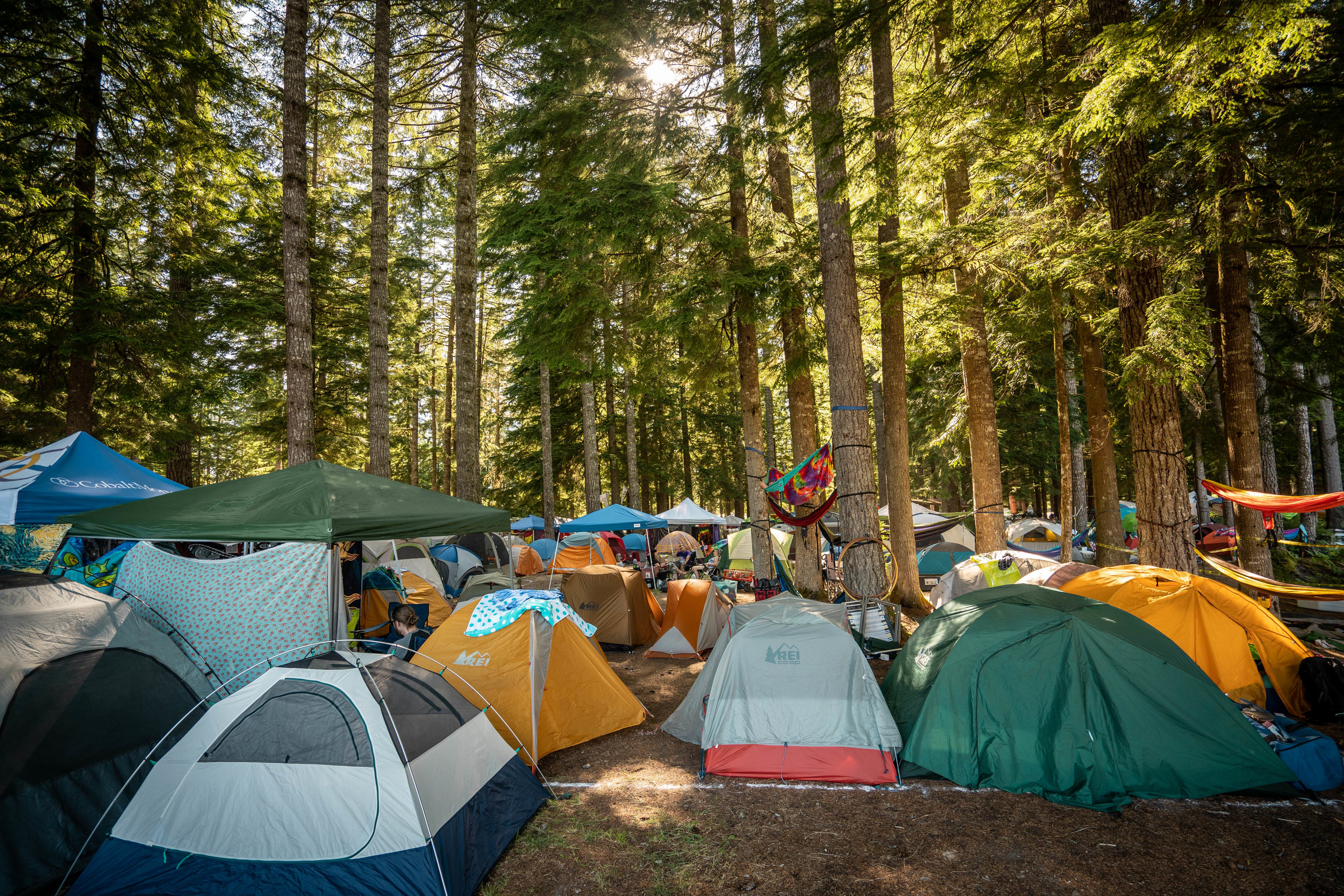  The view back from camp into the woods. 