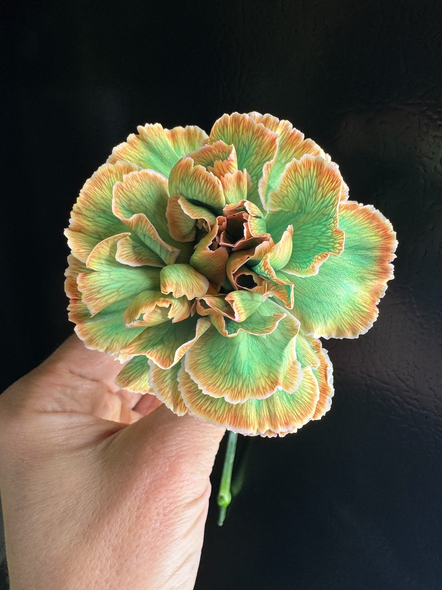 Never knew little experiments as a kid like soaking my carnation stems in food dye were quietly legitimizing my future as a floral creative. We have a limited supply of professionally dyed &lsquo;carnation tropicana&rsquo; in the shop this weekend! ?