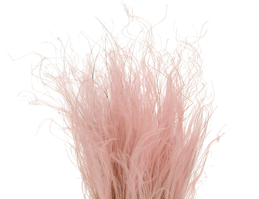 pink stypa grass.png