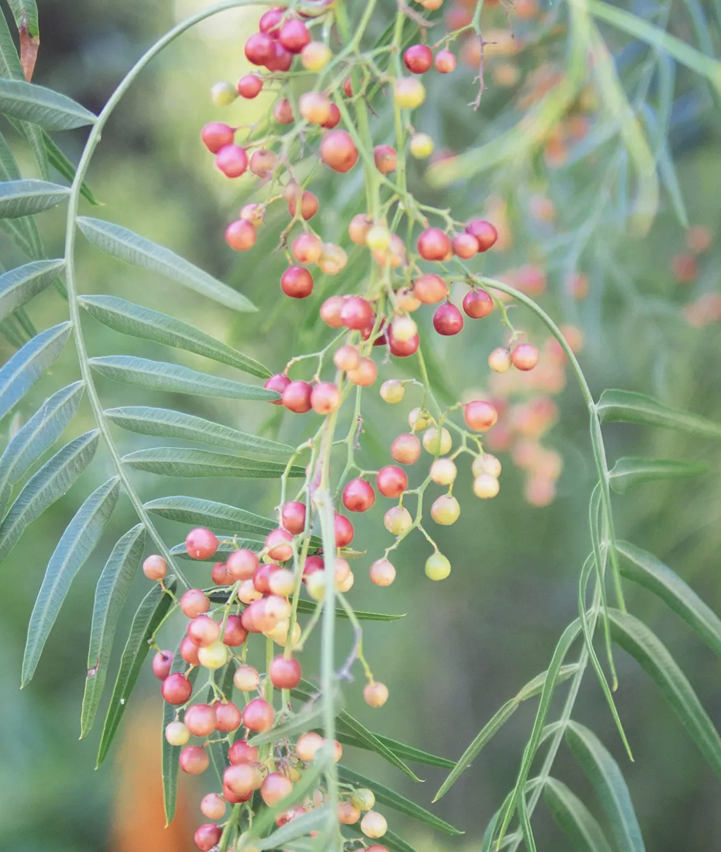 pink pepperberry.png