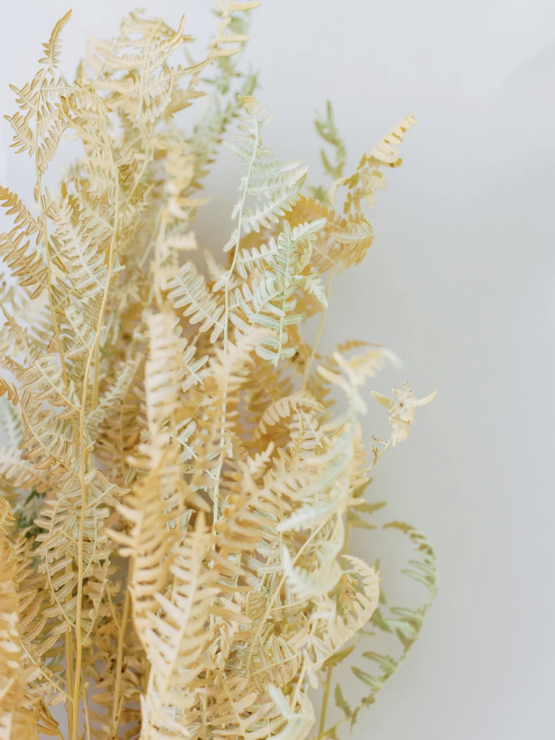 dried fern.png