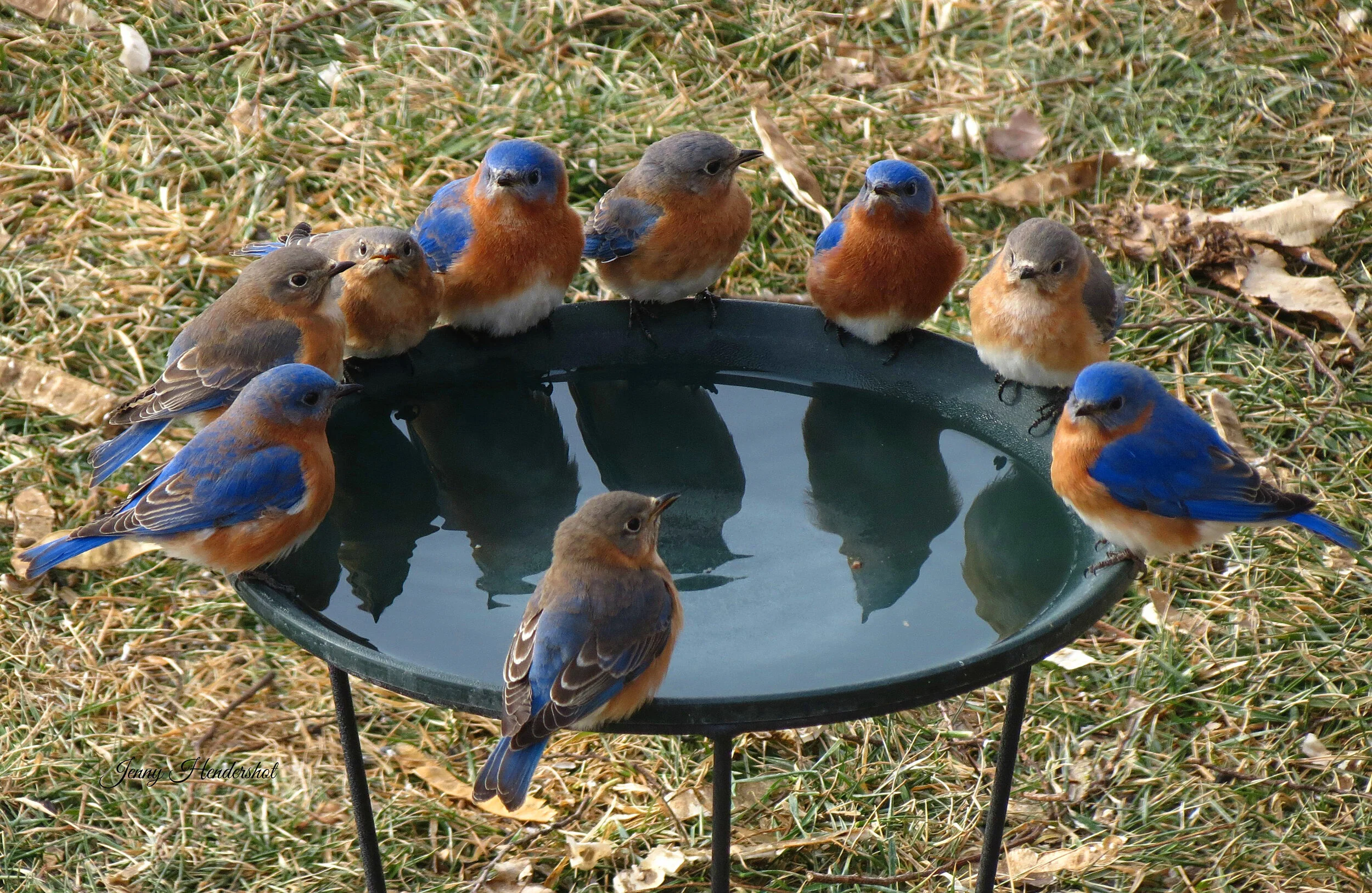 A Blueprint for Bluebirds — PLENTY