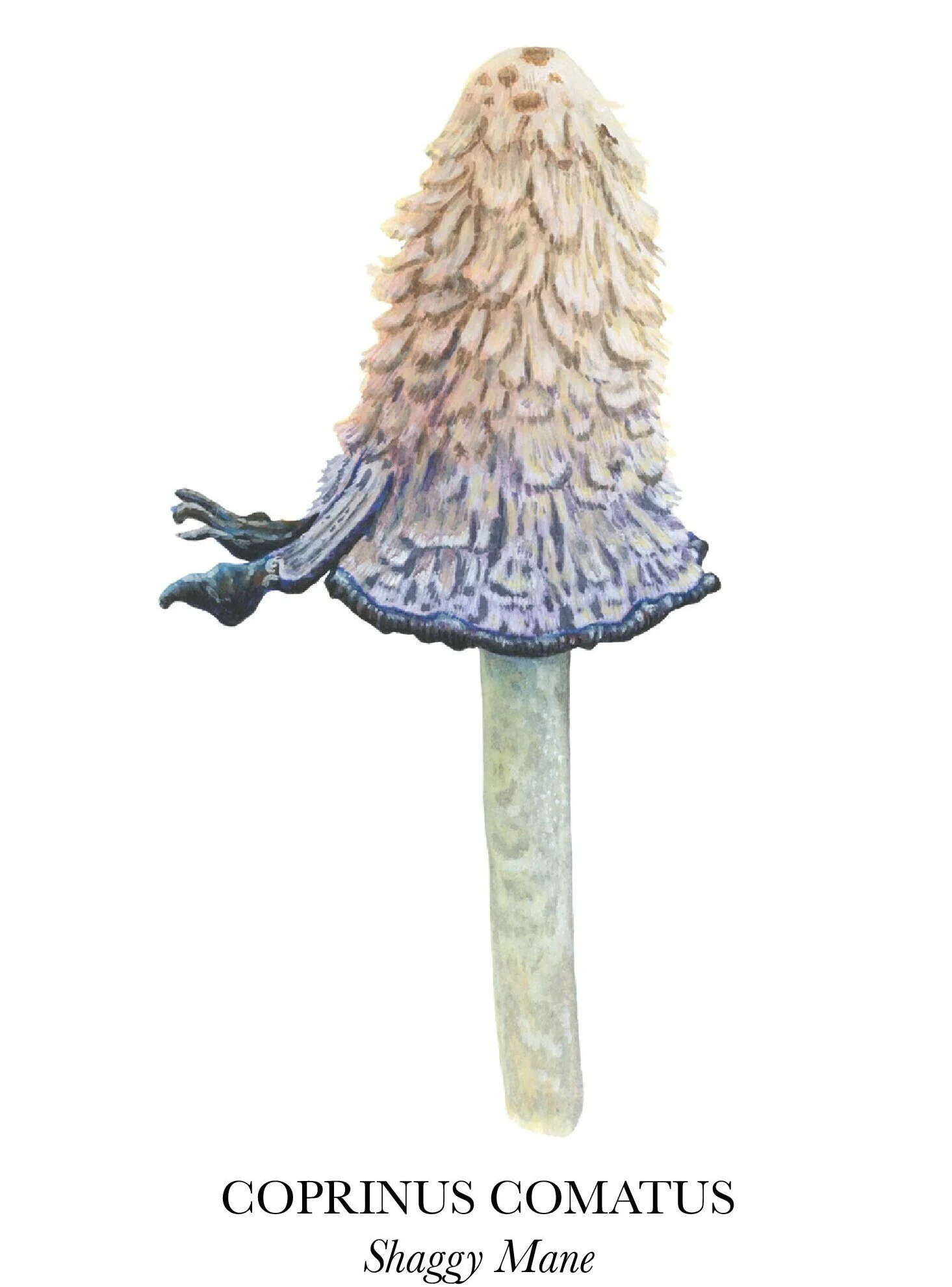 https://i.etsystatic.com/31728006/r/il/7a4757/5158122216/il_fullxfull.5158122216_scg0.jpg