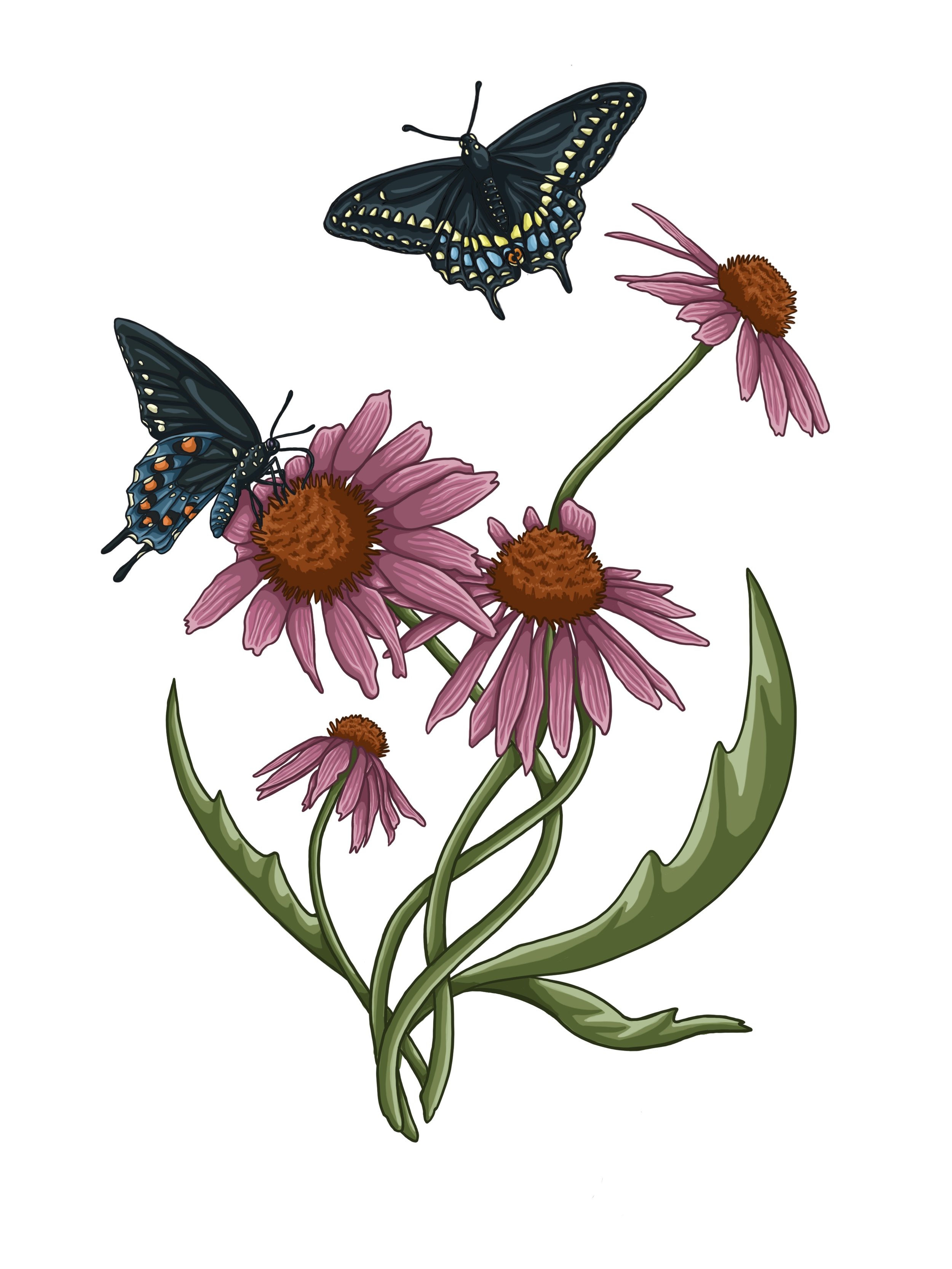 Echinacea-swallowtails.jpg