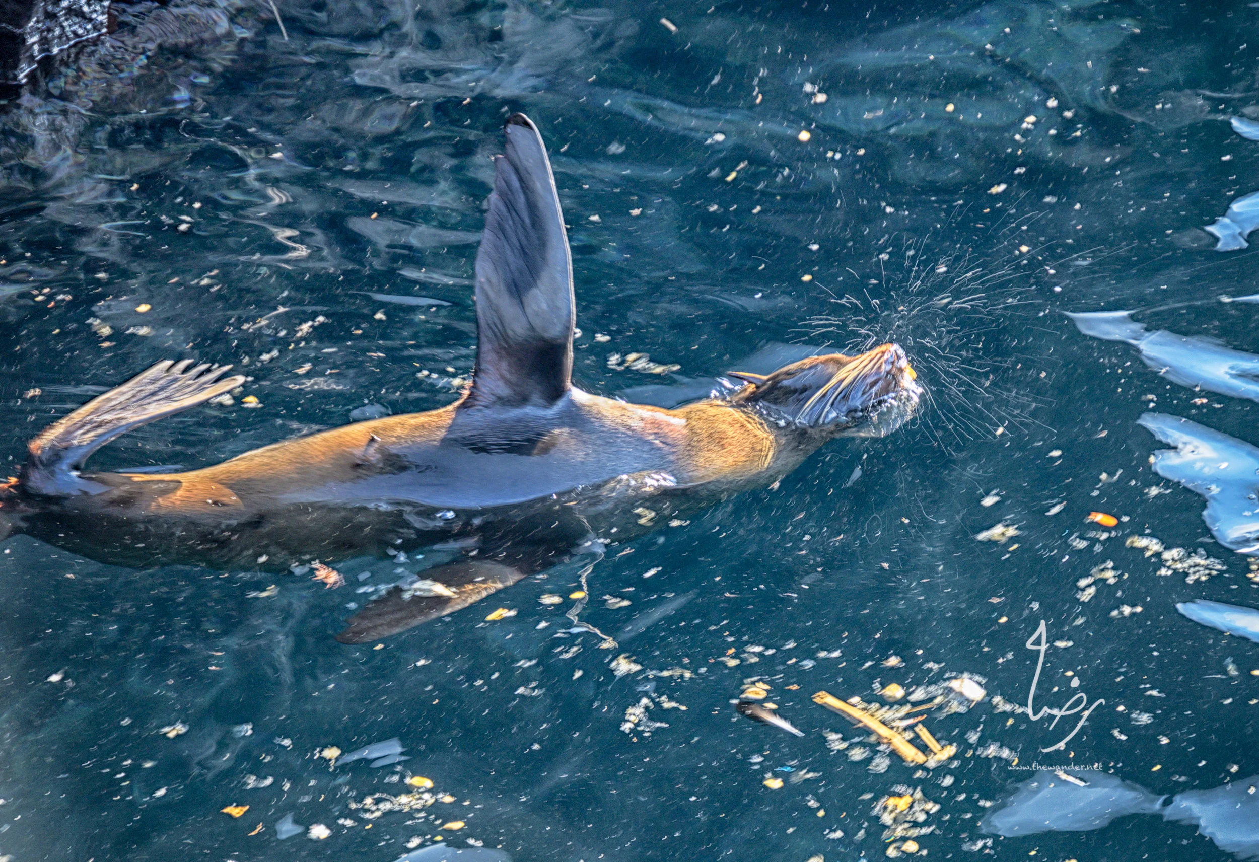 SeaLions-10.jpg