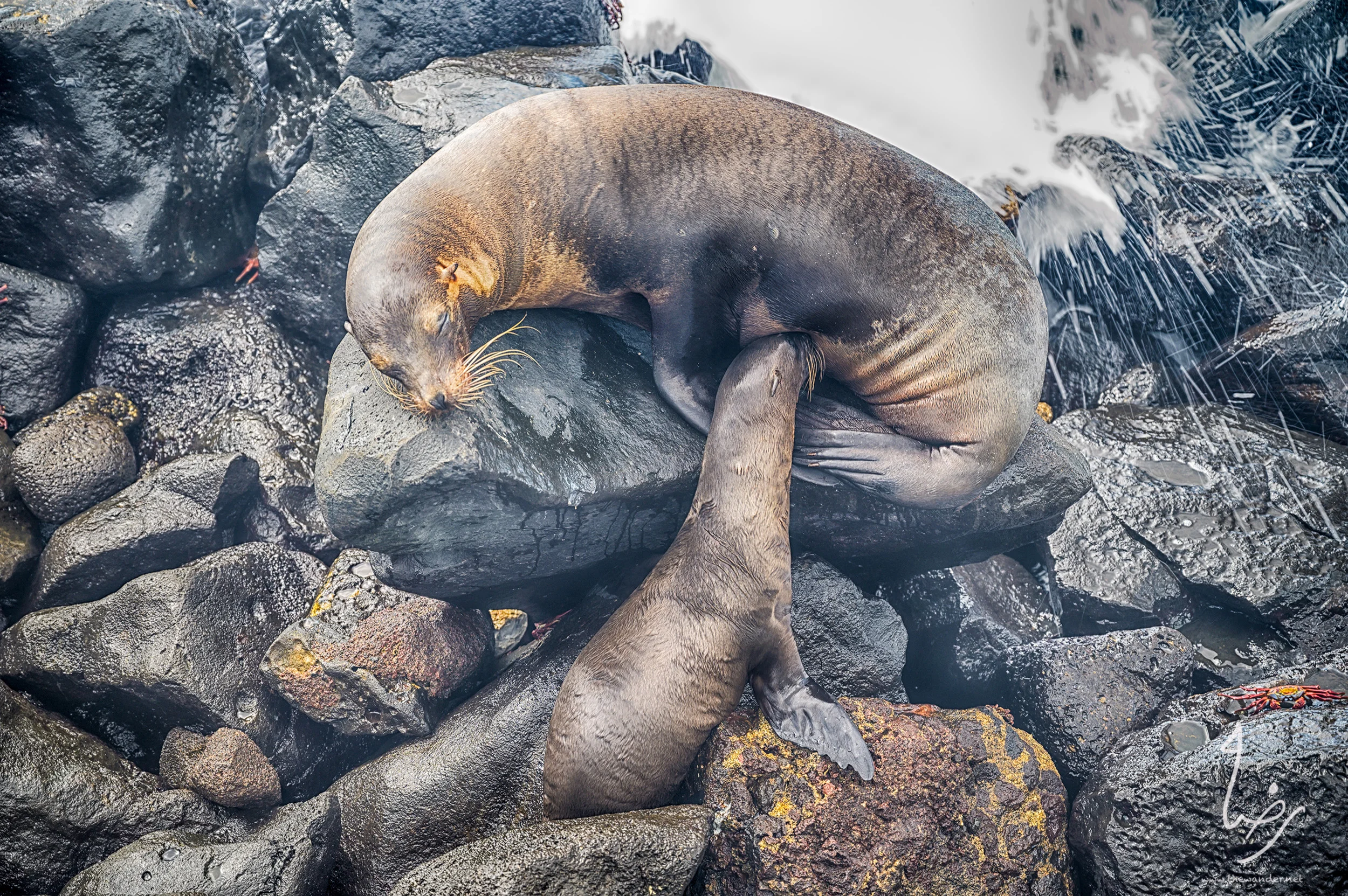 SeaLions-13.jpg
