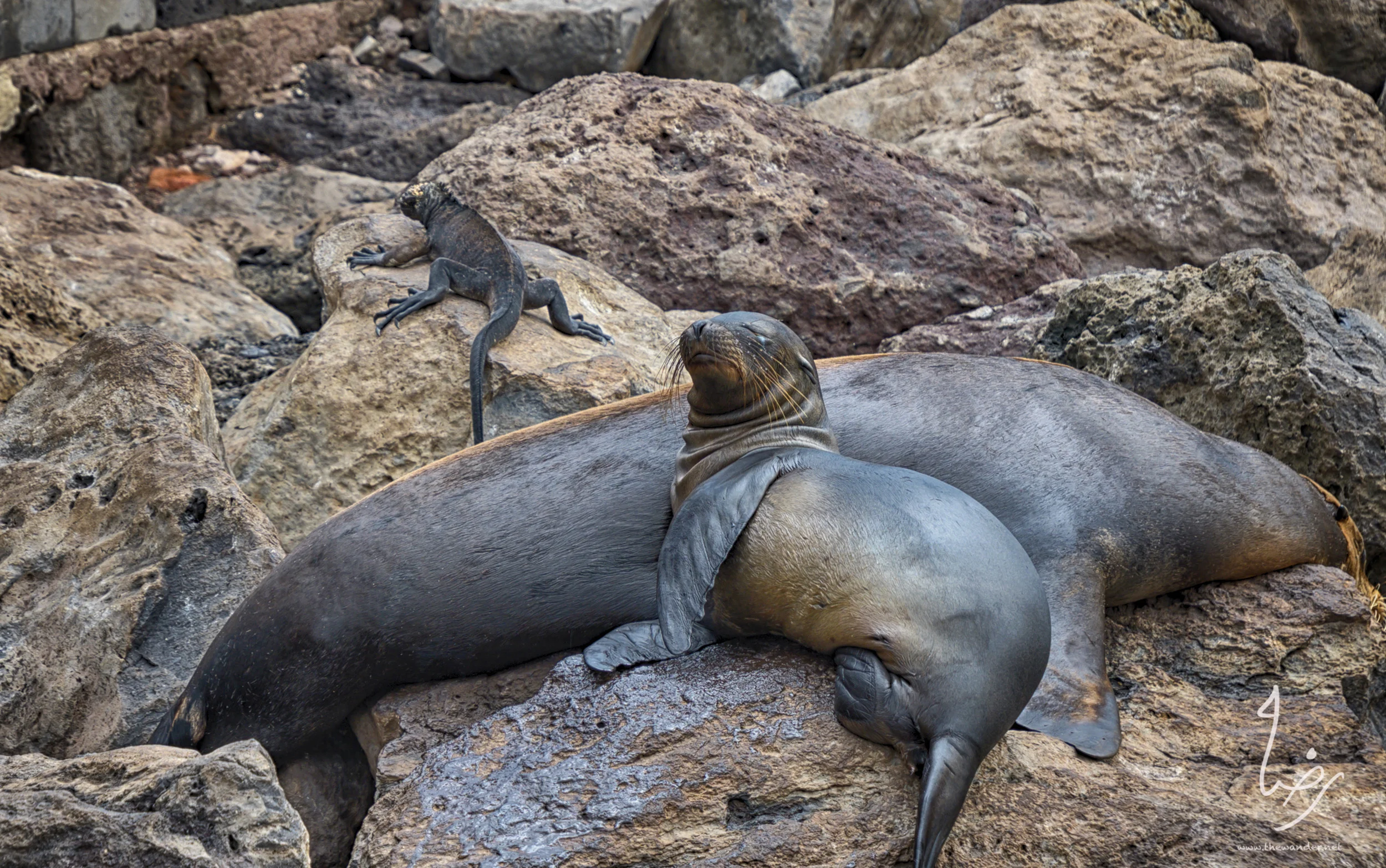 SeaLions-15.jpg