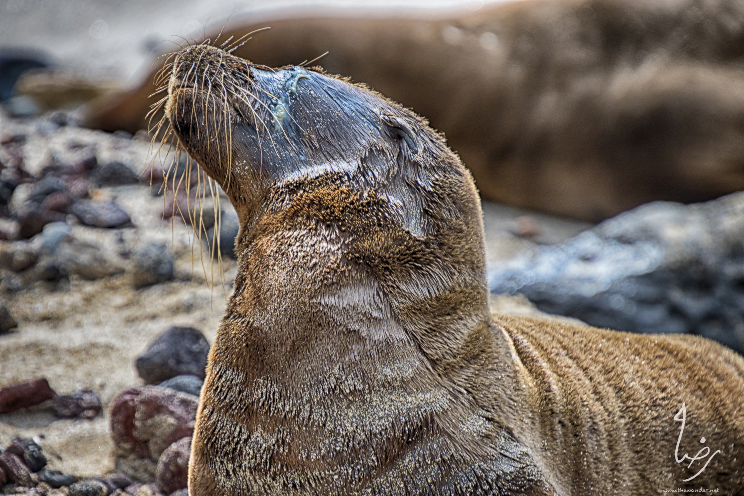 SeaLions-16.jpg