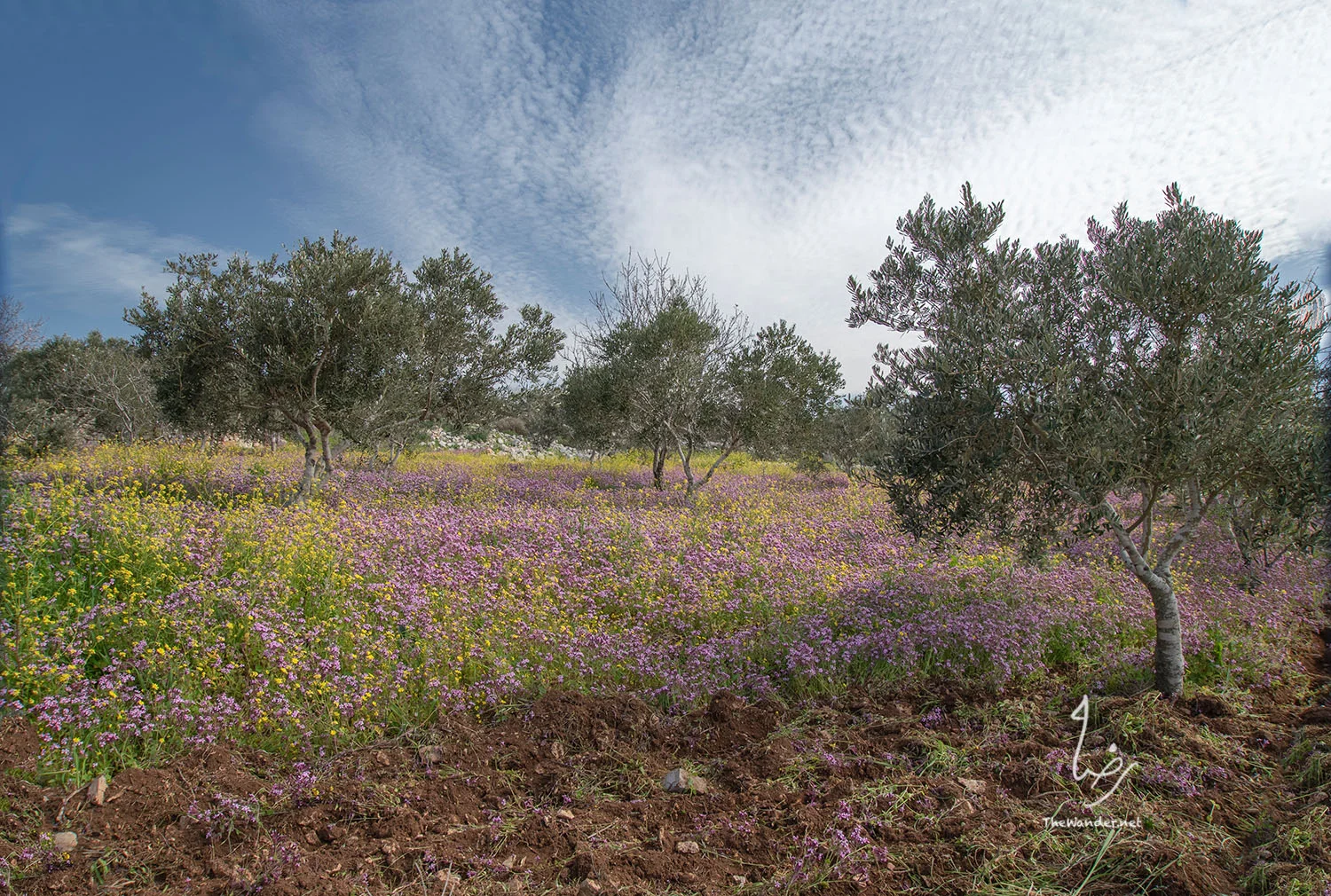  The farms and orchards are bursting with color. 
